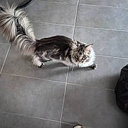 Venom participe au concours pour gagner de l'argent avec cette photo : animal, brown_fur, cat, ears, feline, fluffy_cat, fur, gray_tiles, home, indoors, long_hair, looking_up, pet, slipper, standing, tabby, tail, tile_floor, whiskers, white_fur