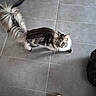 animal, brown_fur, cat, ears, feline, fluffy_cat, fur, gray_tiles, home, indoors, long_hair, looking_up, pet, slipper, standing, tabby, tail, tile_floor, whiskers, white_fur