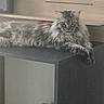 animal, cabinet, cat, ears, eyes, feline, fluffy, furniture, home, indoor, long_hair, lounging, lying_down, maine_coon, paws, pet, portrait, shelf, tabby, whiskers