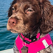 Dana participe au concours pour gagner de l'argent avec cette photo : dog, wet_fur, pink_harness, boat, water, lake, outdoor, nature, pet, canine, brown_fur, white_fur, spotted_fur, collar, tag, calm, sunlight, portrait, sitting, scenic_background