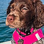 dog, wet_fur, pink_harness, boat, water, lake, outdoor, nature, pet, canine, brown_fur, white_fur, spotted_fur, collar, tag, calm, sunlight, portrait, sitting, scenic_background