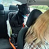 Bo is registered to the contest to win money with this photo: animal, back_seat, black_dog, blue_collar, car, car_interior, collar, daylight, dog, happy, indoors, leash, open_mouth, orange_leash, passenger, pet, portrait, road_trip, sitting, travel
