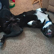 Bo joined the competition — help win amazing prizes! animal, belly_up, black_and_white_cat, black_cat, carpet, cat, cats, couch, cuddling, furniture, home, indoor, living_room, lying_down, pet, playful, relaxed, sleeping, toy, yellow_bag
