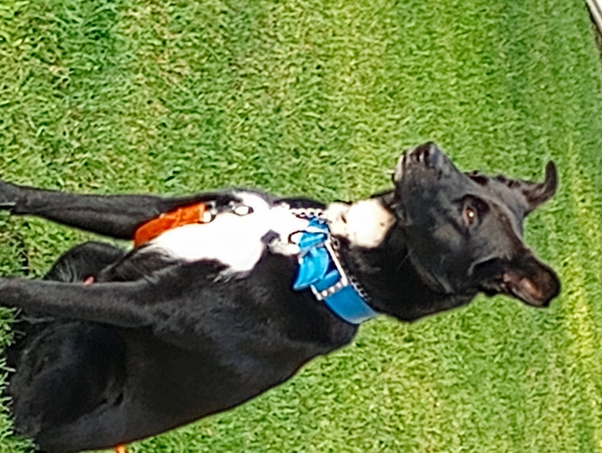 Bo is registered to the contest to win money with this photo: canidae, carnivore, collar, companion_dog, dog, dog_breed, dog_clothes, dog_collar, dog_supply, fashion_accessory, fur, grass, guard_dog, personal_protective_equipment, pet_supply, plant, sporting_group, tail, working_animal, working_dog