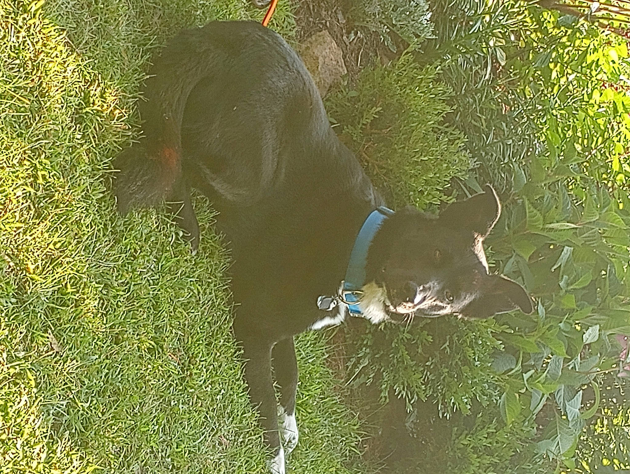 Bo is registered to the contest to win money with this photo: art, carnivore, collar, dog, dog_breed, dog_collar, fawn, grass, groundcover, gun_dog, liver, mammal, plant, shrub, sporting_group, tail, terrestrial_animal, tree, vertebrate, working_animal