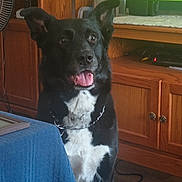 Bo is registered to the contest to win money with this photo: black_and_white, blue_tablecloth, chain_collar, companion, cute, dog, domestic_animal, ears_up, floor, furniture, happy, household, indoor, living_room, pet, sitting, table, television, tongue_out, wooden_cabinet
