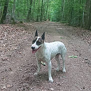 Bibou a rejoint le concours — aidez-le/la à gagner de superbes lots ! dog, animal, forest, dirt_path, trees, nature, outdoor, pet, canine, walking, greenery, leaves, summer, happy, tongue_out, spotted, ears, pathway, woods, daylight