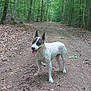 dog, animal, forest, dirt_path, trees, nature, outdoor, pet, canine, walking, greenery, leaves, summer, happy, tongue_out, spotted, ears, pathway, woods, daylight