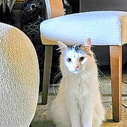 Nala participe au concours pour gagner de l'argent avec cette photo : animal, calm, cat, chair, cozy, cute, domestic, ears, floor, fluffy, furniture, home, indoor, looking, nose, pet, sitting, tile, whiskers, white_cat