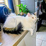 Nala participe au concours pour gagner de l'argent avec cette photo : cat, fluffy, white_cat, black_patch, brown_patch, countertop, kitchen, potted_plant, coffee_machine, refrigerator, tile_floor, indoor, pet, feline, relaxed, sitting, domestic, household, gaze, fur