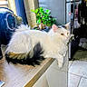 cat, fluffy, white_cat, black_patch, brown_patch, countertop, kitchen, potted_plant, coffee_machine, refrigerator, tile_floor, indoor, pet, feline, relaxed, sitting, domestic, household, gaze, fur