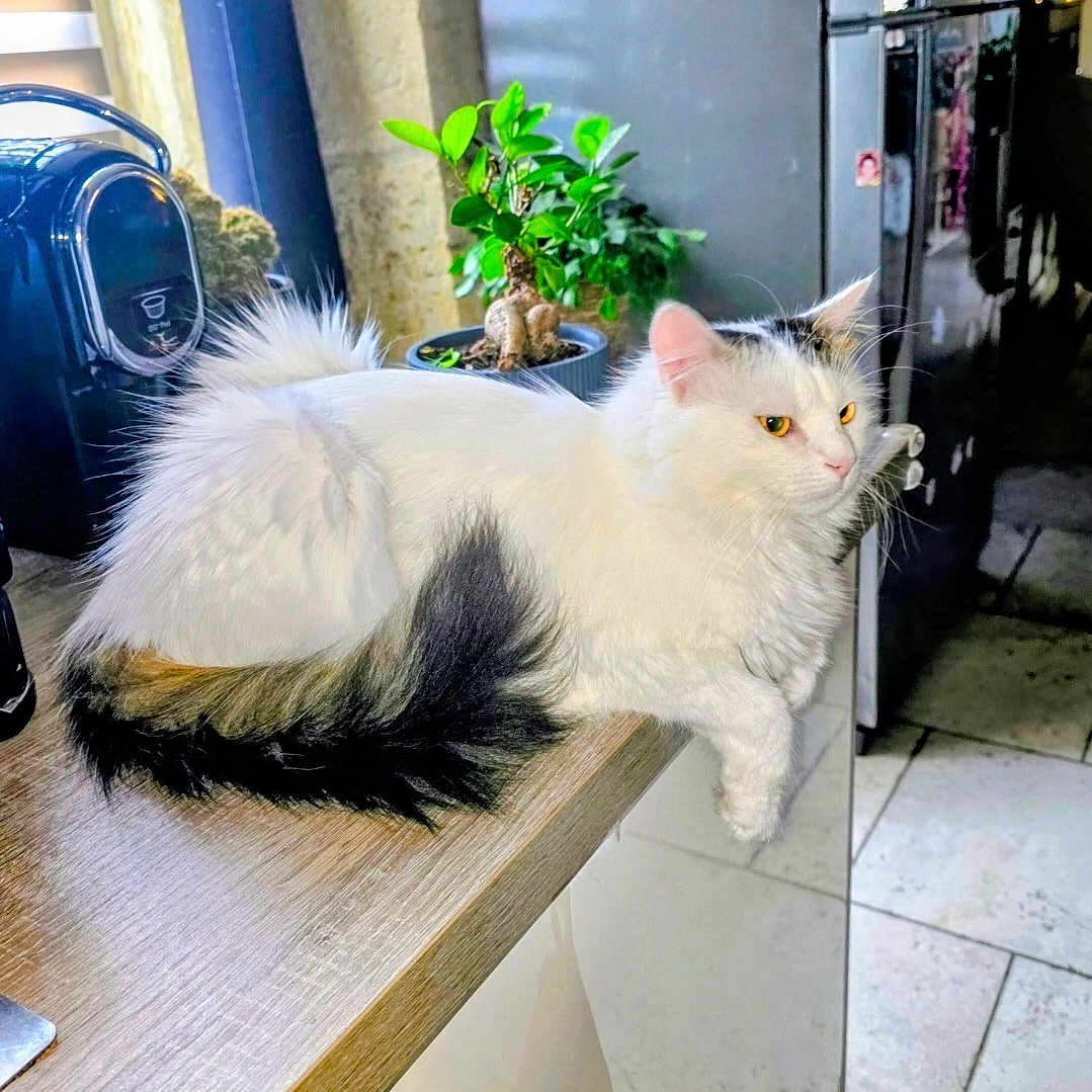 Nala