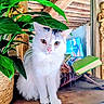 Nala a rejoint le concours — aidez-le/la à gagner de superbes lots ! animal, book, cat, close_up, decor, domestic, face, feline, furniture, green_leaves, houseplant, indoor, pet, plant, rustic_ceiling, sitting, television, whiskers, white_cat, wooden_surface