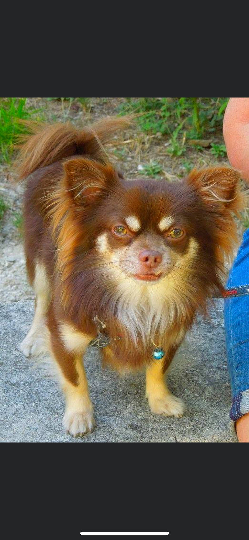 Coda a rejoint le concours — aidez-le/la à gagner de superbes lots ! canidae, carnivore, companion_dog, dog, dog_breed, fawn, fur, grass, liver, primate, sporting_group, terrestrial_animal, toy_dog, whiskers, working_animal