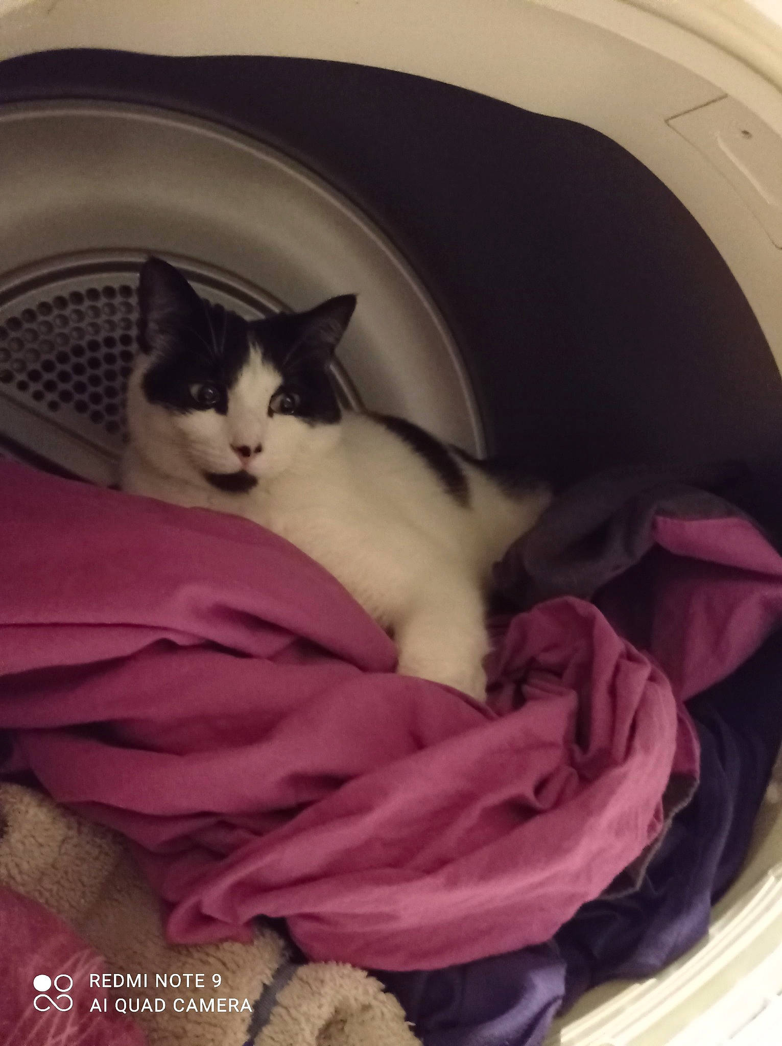 Ponpon a rejoint le concours — aidez-le/la à gagner de superbes lots ! box, carnivore, cat, cat_bed, cat_supply, comfort, domestic_short_haired_cat, fawn, felidae, fur, linens, magenta, paw, pet_supply, room, small_to_medium_sized_cats, snout, tail, washing_machine, whiskers