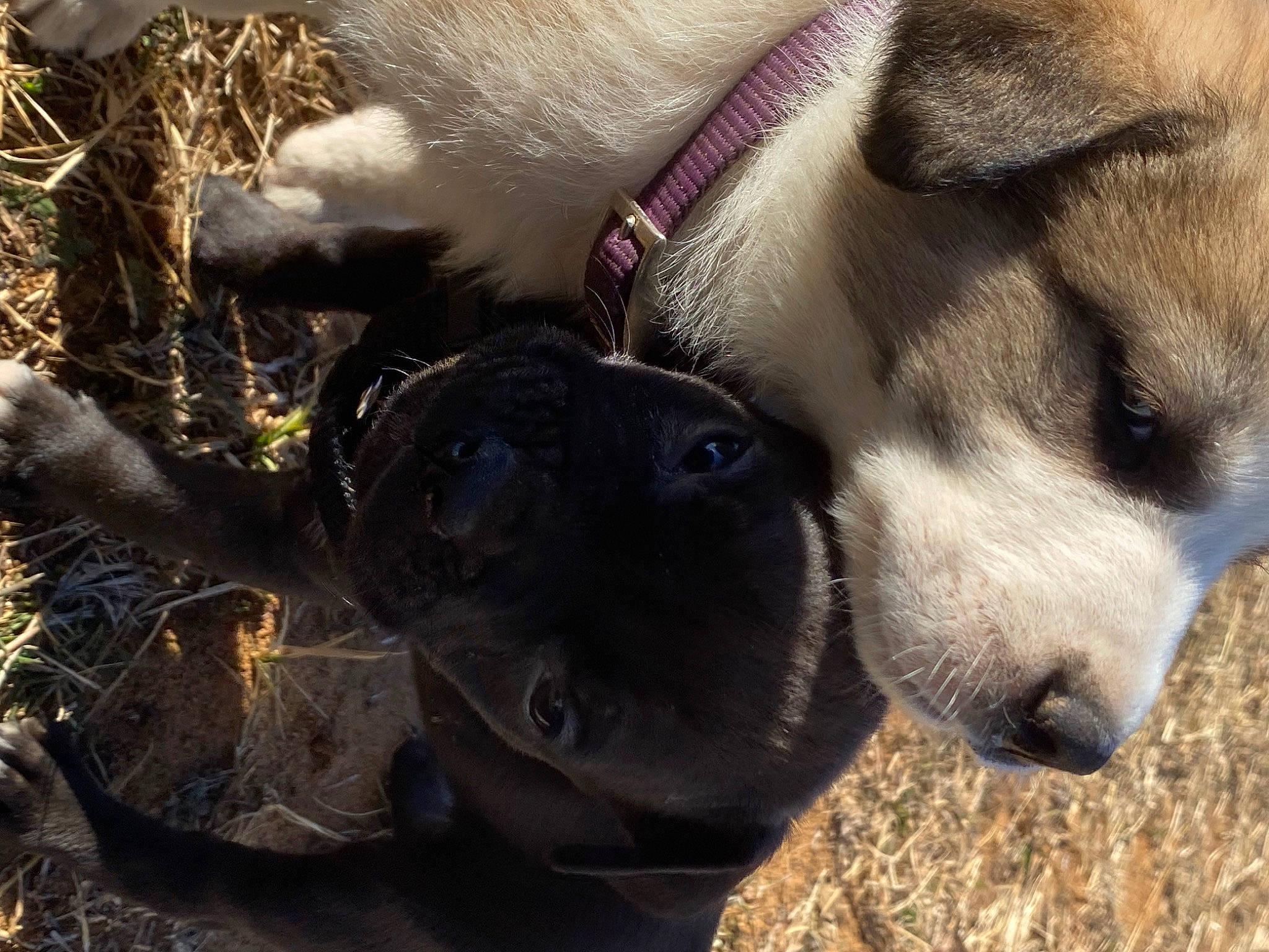 Shorts joined the competition — help win amazing prizes! canidae, carnivore, companion_dog, dog, dog_breed, fawn, fur, grass, paw, plant, snout, soil, sporting_group, street_dog, terrestrial_animal, tree, whiskers, working_animal, working_dog