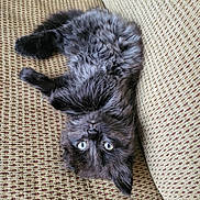 Doby joined the competition — help win amazing prizes! cat, fluffy, black_cat, blue_eyes, upside_down, couch, furniture, indoor, pet, relaxed, cozy, fur, whiskers, looking, texture, close_up, animal, domestic_animal, resting, cute