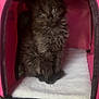 Doby is registered to the contest to win money with this photo: kitten, cat, pet_carrier, pink, white_blanket, fur, animal, cute, indoor, small, soft, mesh, curious, young, domestic_cat, pet, cozy, resting, feline, closeup