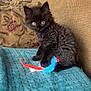 Doby is registered to the contest to win money with this photo: kitten, black_cat, toy, blanket, couch, furniture, indoor, pet, animal, cute, fur, playing, young_cat, whiskers, curious, sitting, cozy, soft_texture, domestic_cat, feline