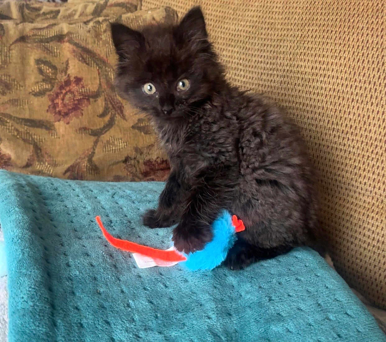 Doby is registered to the contest to win money with this photo: kitten, black_cat, toy, blanket, couch, furniture, indoor, pet, animal, cute, fur, playing, young_cat, whiskers, curious, sitting, cozy, soft_texture, domestic_cat, feline