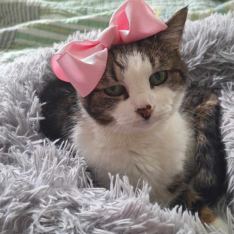 Lucy is registered to the contest to win money with this photo: animal, bed, cat, closeup, cozy, cute, domestic_cat, feline, fluffy_blanket, green_eyes, indoor, pet, pink_bow, portrait, relaxed, resting, soft_texture, striped_bedding, tabby_cat, white_fur