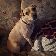 Gigi is registered to the contest to win money with this photo: dog, pet, small_dog, sitting, couch, blanket, indoor, fur, brown, collar, tag, animal, cozy, home, portrait, looking, seated, texture, relaxed, companion