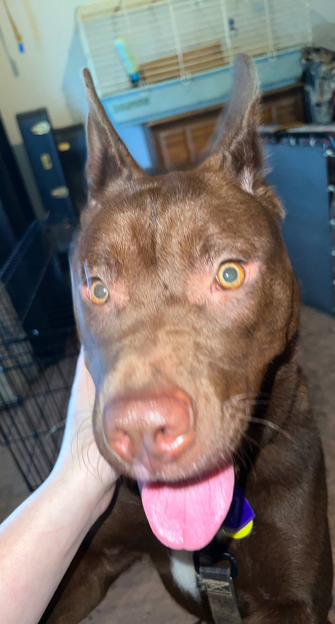 Zero is registered to the contest to win money with this photo: canidae, carnivore, collar, companion_dog, dog, dog_breed, dog_collar, ear, fawn, fur, guard_dog, hunting_dog, jaw, liver, non_sporting_group, snout, sporting_group, whiskers, working_animal