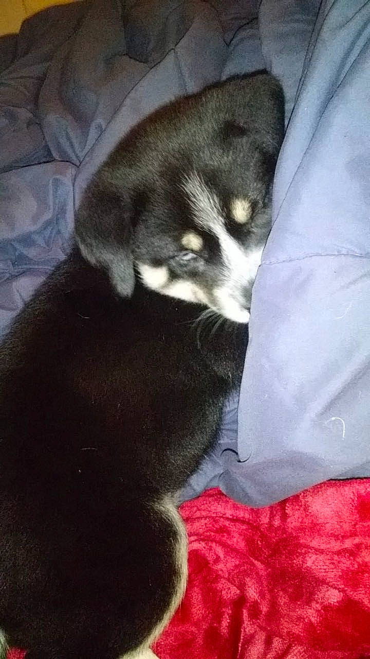 Saia joined the competition — help win amazing prizes! canidae, carmine, carnivore, comfort, companion_dog, dog, dog_breed, electric_blue, fur, grey, linens, nap, non_sporting_group, paw, snout, sporting_group, tail, terrestrial_animal, whiskers, working_animal