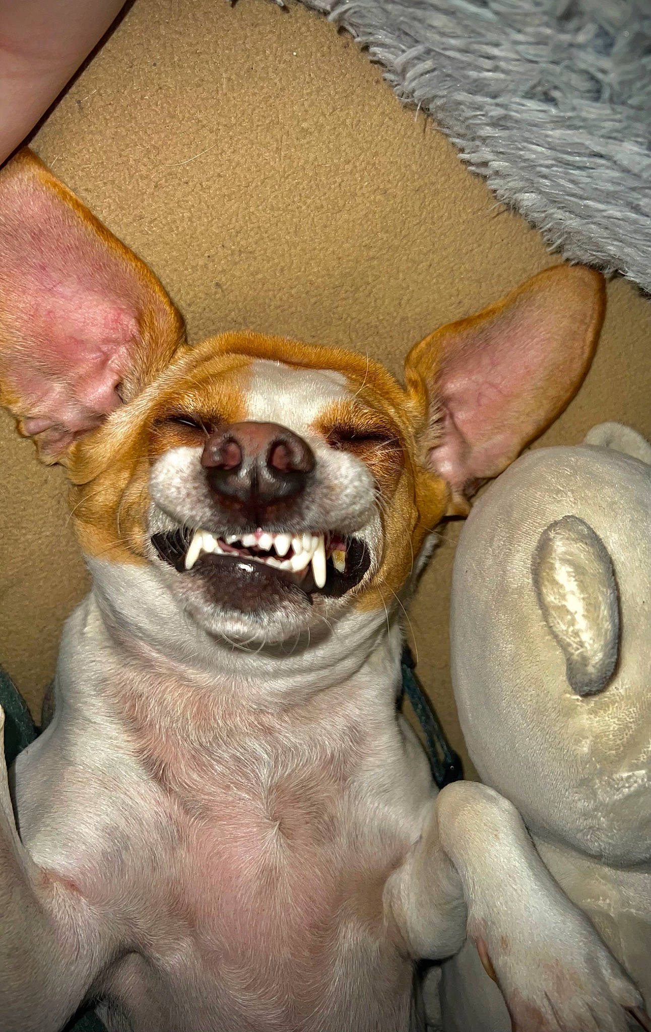 Mr. Peanut joined the competition — help win amazing prizes! canidae, carnivore, chihuahua, collar, companion_dog, dog, dog_breed, dog_collar, ear, fawn, fur, head, liver, russkiy_toy, snout, sporting_group, terrestrial_animal, toy_dog, whiskers, working_animal