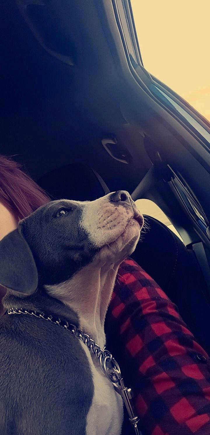 Blue is registered to the contest to win money with this photo: automotive_exterior, automotive_mirror, car, carnivore, comfort, companion_dog, cool, dog, dog_breed, eyewear, head_restraint, metal, personal_luxury_car, snout, sporting_group, steering_wheel, tints_and_shades, vehicle_door, windshield, working_animal