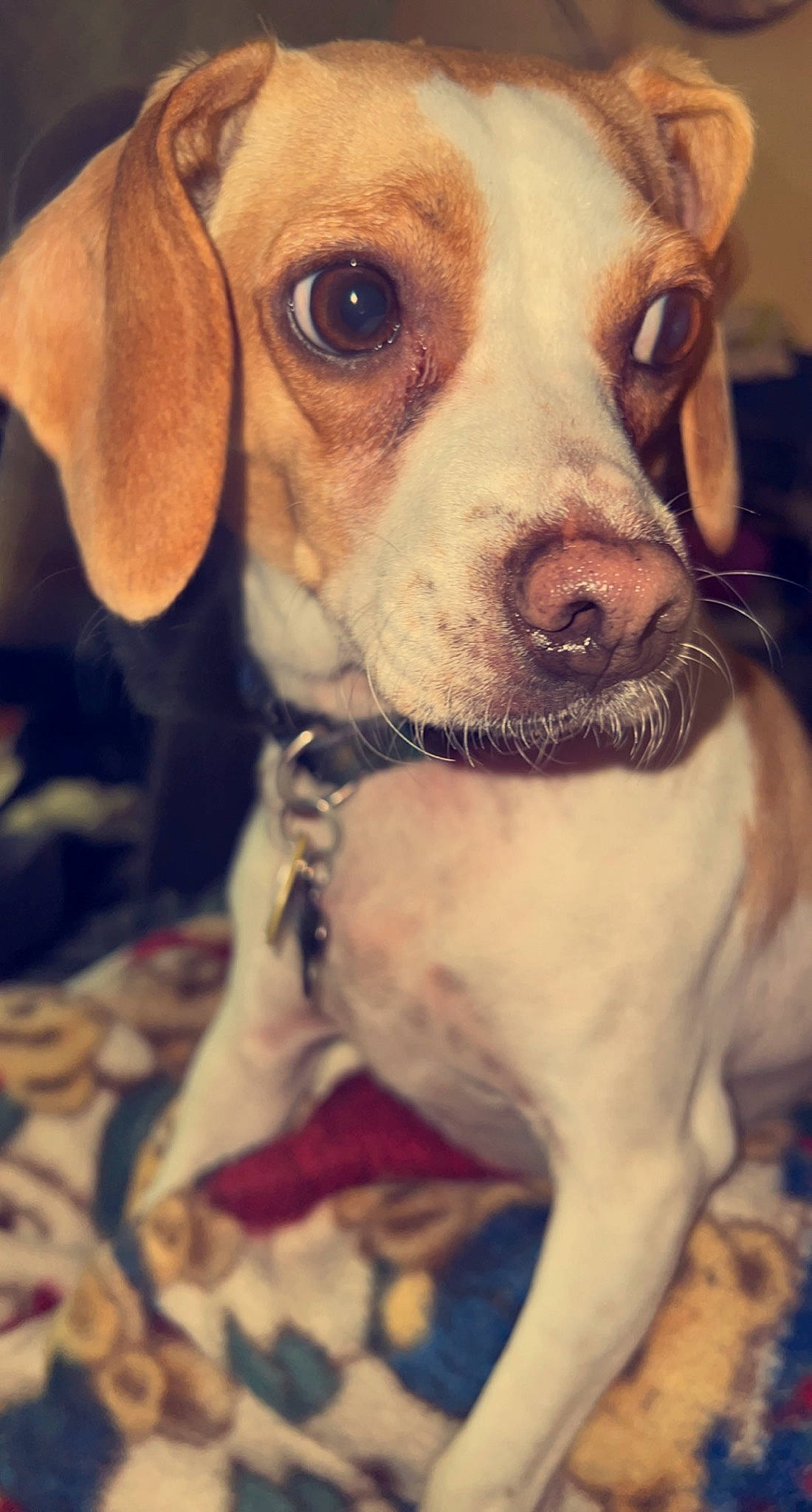 Mr Peanut is registered to the contest to win money with this photo: ancient_dog_breeds, canidae, carnivore, collar, companion_dog, dog, dog_breed, dog_collar, fawn, fur, happy, non_sporting_group, puppy_love, snout, sporting_group, whiskers, working_animal