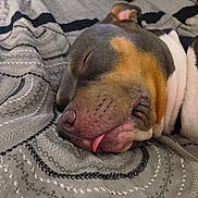 Harley joined the competition — help win amazing prizes! bedding, bedroom, blanket, close_up, cozy, cute, dog, domestic_animal, ear, fur, napping, nose, patterned_textile, pet, portrait, relaxed, sleeping, snout, tongue, whiskers