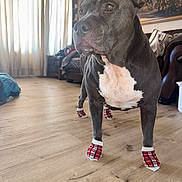Jordan joined the competition — help win amazing prizes! dog, canine, pit_bull, standing, portrait, indoors, living_room, wood_floor, plaid_booties, dog_shoes, black_dog, white_chest, short_hair, floppy_ears, brown_eyes, serious_expression, curtains, furniture, wall_art, pet