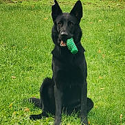 Isis participe au concours pour gagner de l'argent avec cette photo : dog, black_dog, grass, toy, green_toy, outdoor, pet, animal, sitting, playful, nature, ears_up, canine, happy, mouth, summer, field, fur, portrait, daylight