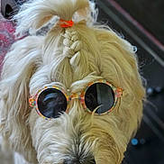 Giulia joined the competition — help win amazing prizes! dog, sunglasses, braid, hair_tie, fluffy, pet, close_up, portrait, cute, canine, fashion, accessory, indoors, blonde, fur, animal, muzzle, nostrils, whiskers, eyewear