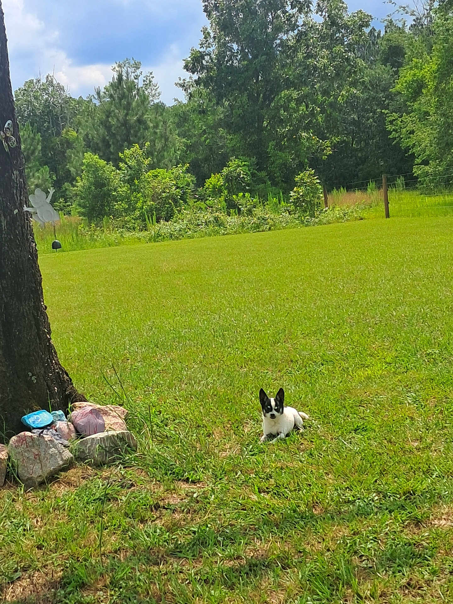 Diego is registered to the contest to win money with this photo: dog, grass, tree, rocks, outdoor, nature, sky, clouds, greenery, animal, pet, calm, sunlight, field, fence, leaves, shrubbery, resting, small_dog, yard