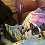 Diego is registered to the contest to win money with this photo: dog, black_dog, small_dog, chihuahua, blanket, couch, leather_chair, wooden_wall, indoor, pet, animal, cozy, resting, fur, companion, home, comfort, relaxation, snuggle, friendship
