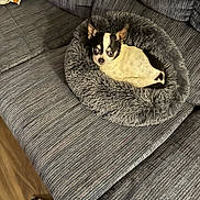 Diego joined the competition — help win amazing prizes! dog, chihuahua, pet_bed, couch, gray, fluffy, small_dog, resting, alert, indoor, cozy, textured_fabric, black_and_white, wide_eyes, furniture, home, blanket, patchwork, comfortable, animal