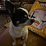 dog, chihuahua, black_and_white, large_ears, couch, pillow, cartoon_face, yellow_pillow, living_room, sofa, table, glasses, brown_furniture, wood_floor, pet, indoor, alert, small_dog, home, cozy