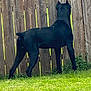 Rambo is registered to the contest to win money with this photo: dog, black_dog, fence, grass, backyard, outdoor, pet, animal, canine, alert, standing, wood, nature, daylight, greenery, watching, quiet, curious, summer, shadow