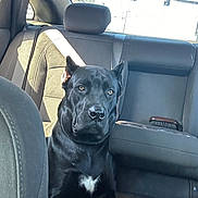 Rambo joined the competition — help win amazing prizes! dog, black_dog, car_interior, backseat, seatbelt, sunlight, window, pet, animal, canine, leather_seat, headrest, indoor, vehicle, transportation, sitting, looking, white_patch, bright_light, shadow