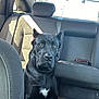dog, black_dog, car_interior, backseat, seatbelt, sunlight, window, pet, animal, canine, leather_seat, headrest, indoor, vehicle, transportation, sitting, looking, white_patch, bright_light, shadow