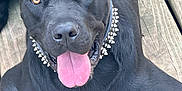Rambo joined the competition — help win amazing prizes! dog, black_dog, tongue_out, spiked_collar, pet, animal, canine, wooden_deck, outdoor, happy, close_up, laying_down, ears_up, friendly, tongue, fur, muzzle, collar, brown_eyes, daylight