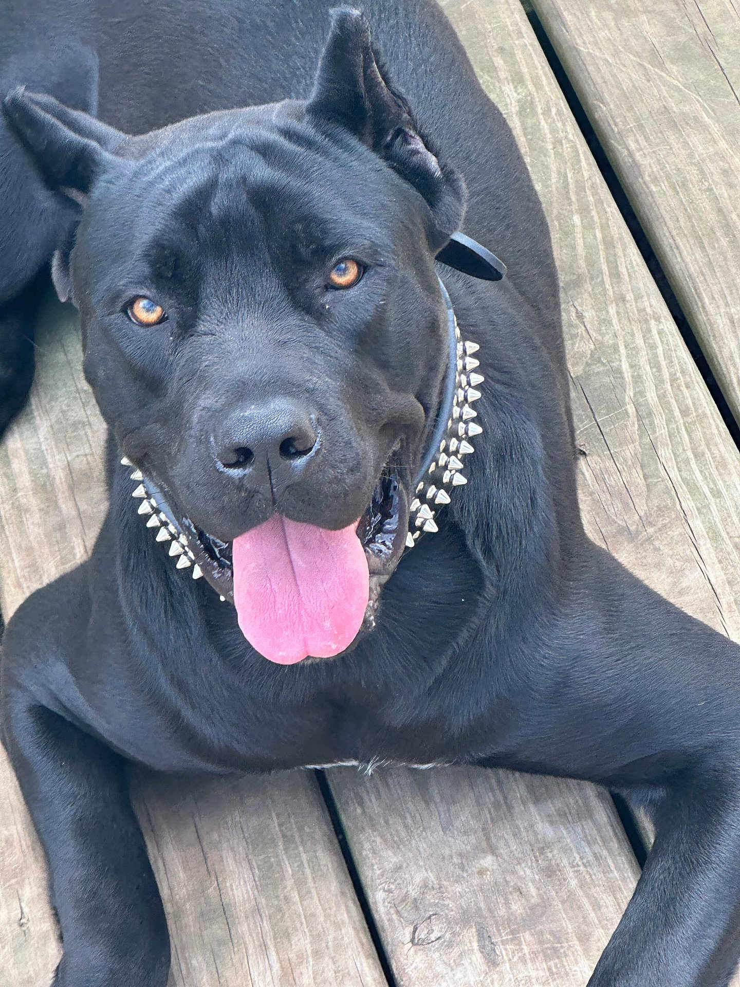 Rambo joined the competition — help win amazing prizes! dog, black_dog, tongue_out, spiked_collar, pet, animal, canine, wooden_deck, outdoor, happy, close_up, laying_down, ears_up, friendly, tongue, fur, muzzle, collar, brown_eyes, daylight