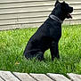 Rambo joined the competition — help win amazing prizes! dog, black_dog, grass, outdoor, pet, animal, collar, tongue, side_view, sitting, yard, wooden_deck, sunny, daytime, fence, house_siding, nature, domestic_animal, quiet, leisure