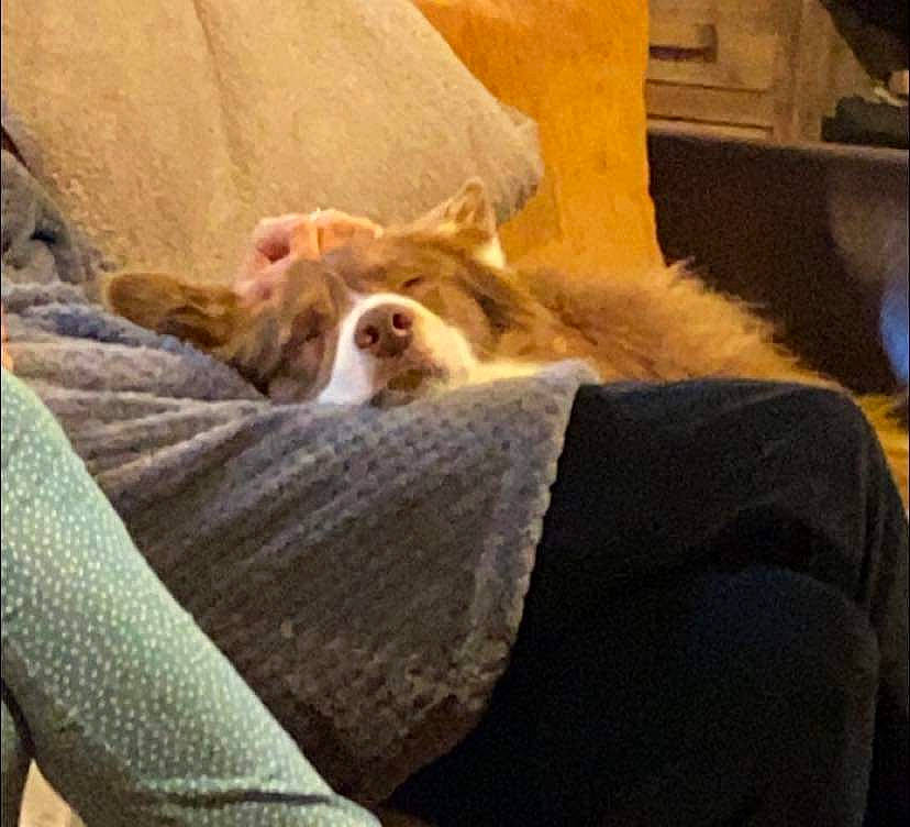 Dobby participe au concours pour gagner de l'argent avec cette photo : bedding, bored, carnivore, comfort, companion_dog, dog, dog_breed, fawn, felidae, fur, linens, liver, room, small_to_medium_sized_cats, snout, sporting_group, terrestrial_animal, whiskers, wood, working_animal