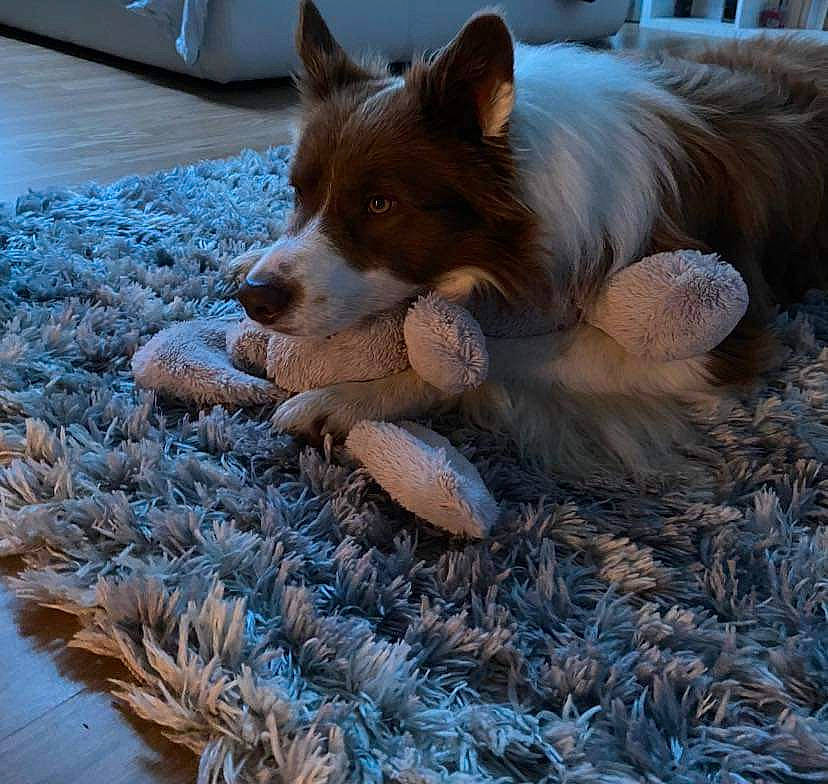 Dobby a rejoint le concours — aidez-le/la à gagner de superbes lots ! canidae, carnivore, companion_dog, conifer, dog, dog_breed, electric_blue, fawn, flooring, fur, grass, herding_dog, snout, spitz, tail, terrestrial_animal, vertebrate, whiskers, wood, working_animal