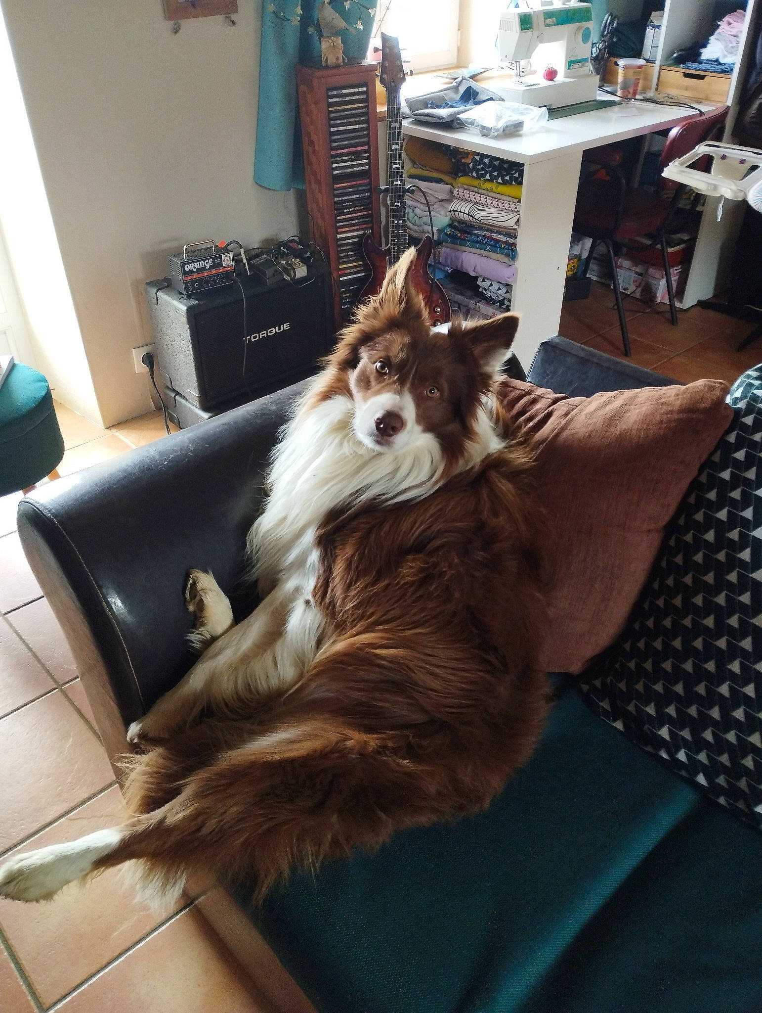 Dobby participe au concours pour gagner de l'argent avec cette photo : canidae, carnivore, chair, comfort, companion_dog, dog, dog_breed, fawn, felidae, floor, flooring, fur, furniture, hardwood, room, small_to_medium_sized_cats, sporting_group, table, whiskers, wood