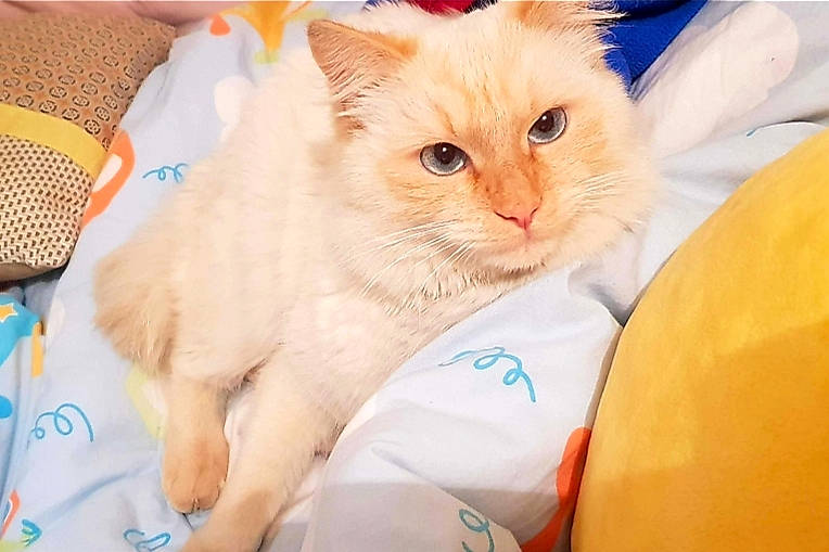 Oshi participe au concours pour gagner de l'argent avec cette photo : asian, birman, carnivore, cat, colorpoint_shorthair, eye, fawn, felidae, kitten, mammal, ragamuffin, ragdoll, siberian, skin, small_to_medium_sized_cats, turkish_angora, turkish_van, vertebrate, whiskers