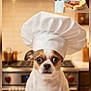 dog, chef_hat, apron, cookbook, kitchen, stove, young_person, food, plate, bread, smiling, table, counter, cooking, recipe, portrait, indoor, cute, pet, expression